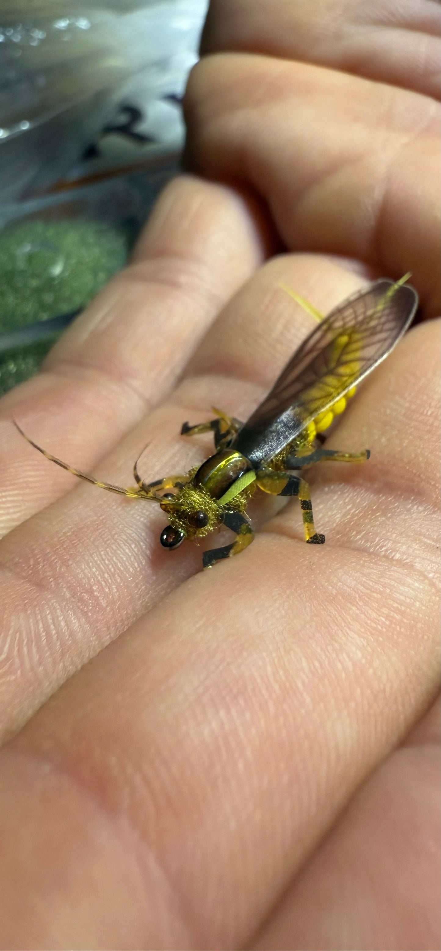 “Yellow Salley Adult”