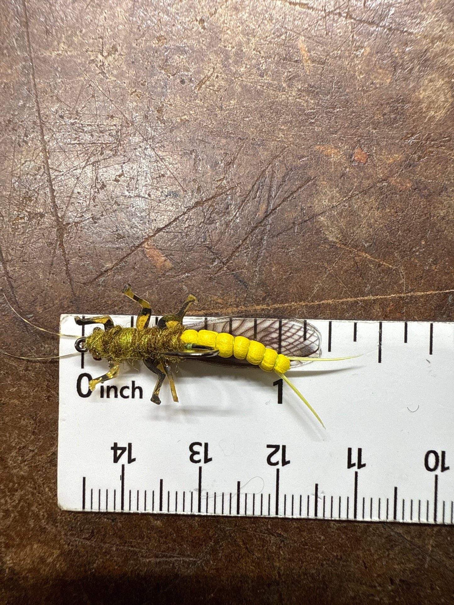 “Yellow Salley Adult”