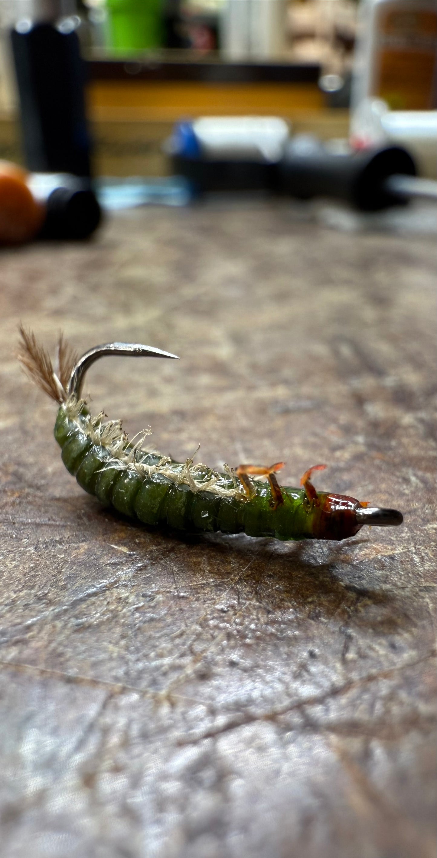 Hydrospyche Caddis Larva