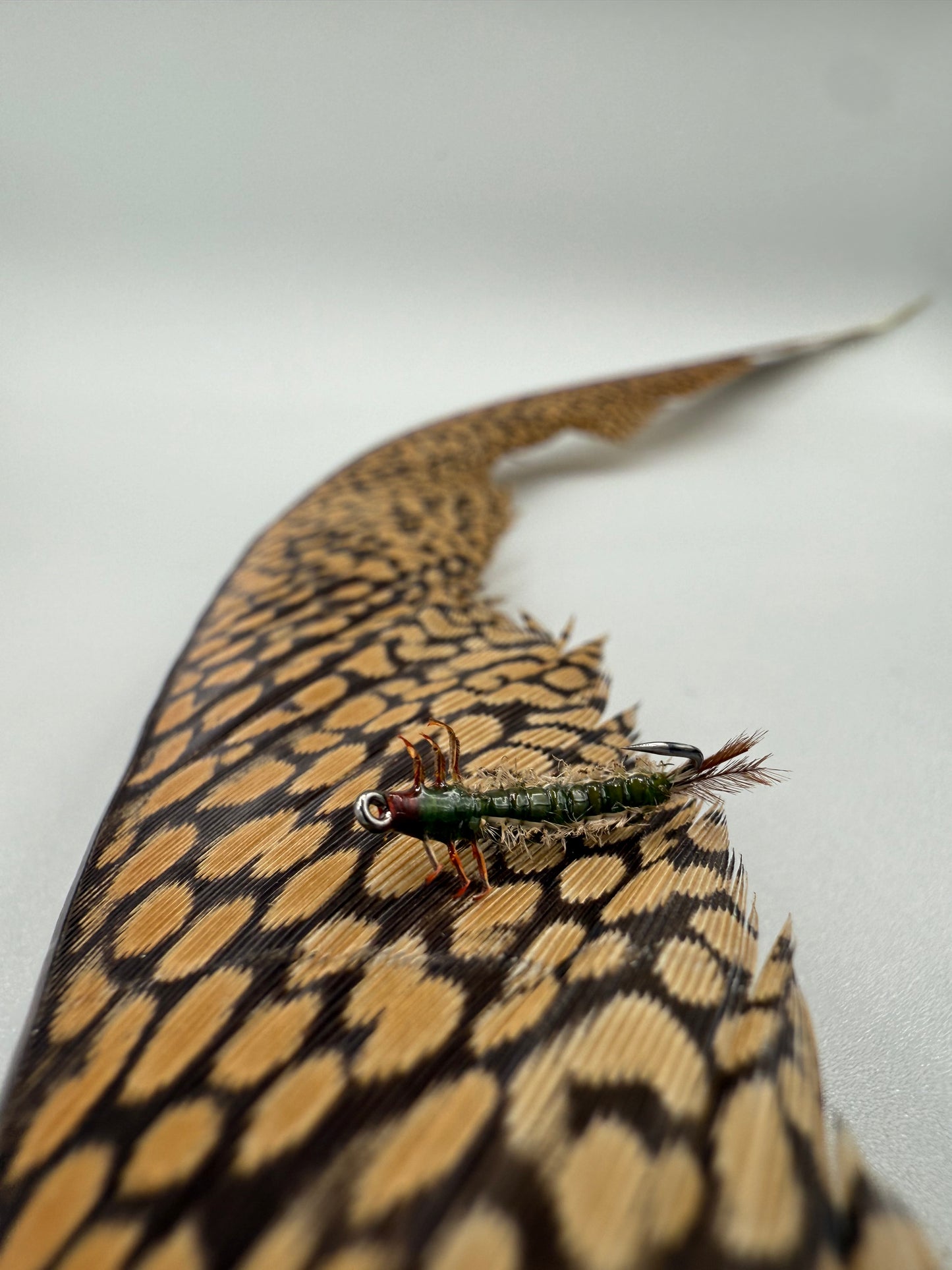 Hydrospyche Caddis Larva