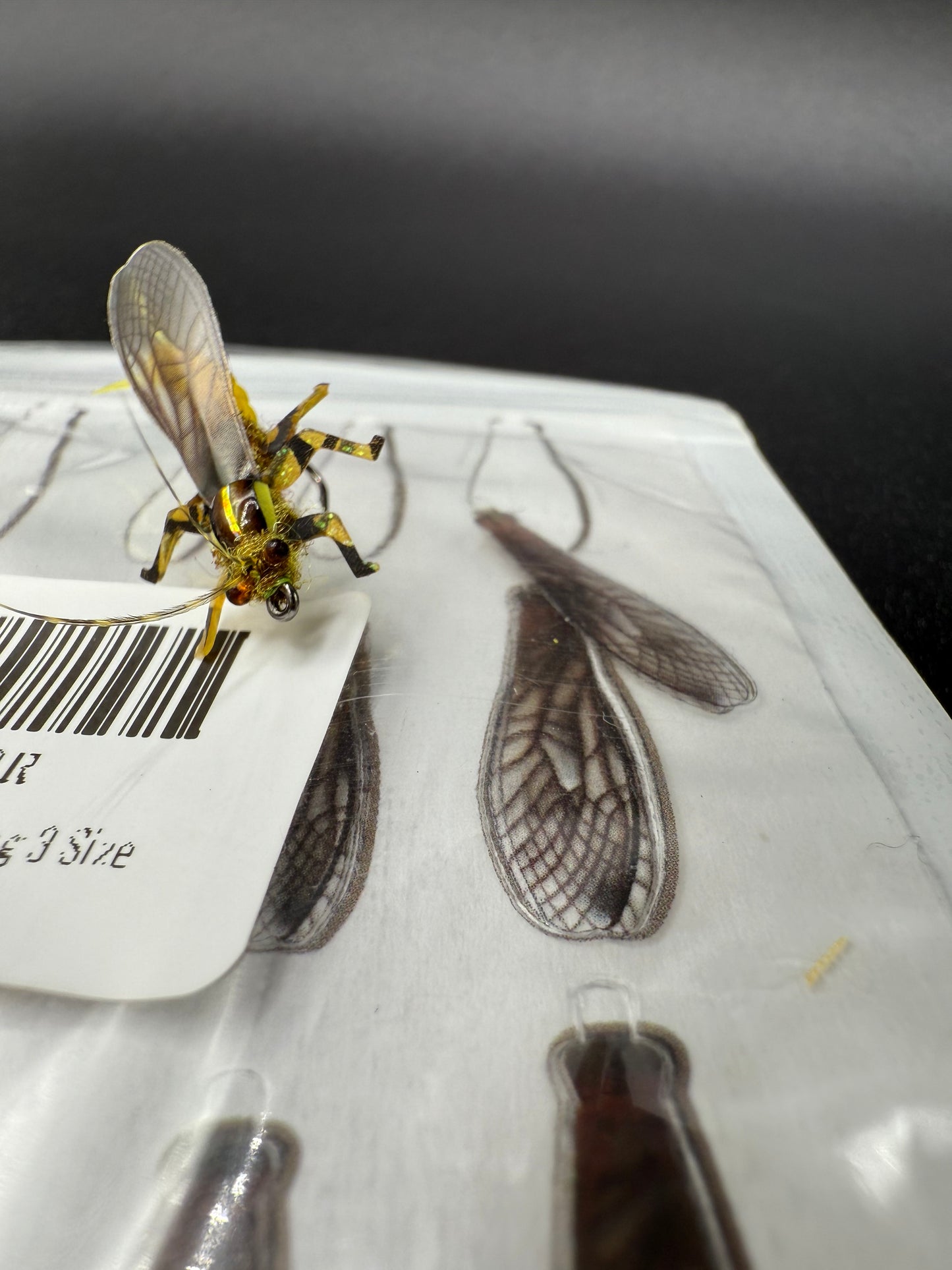 “Yellow Salley Adult”