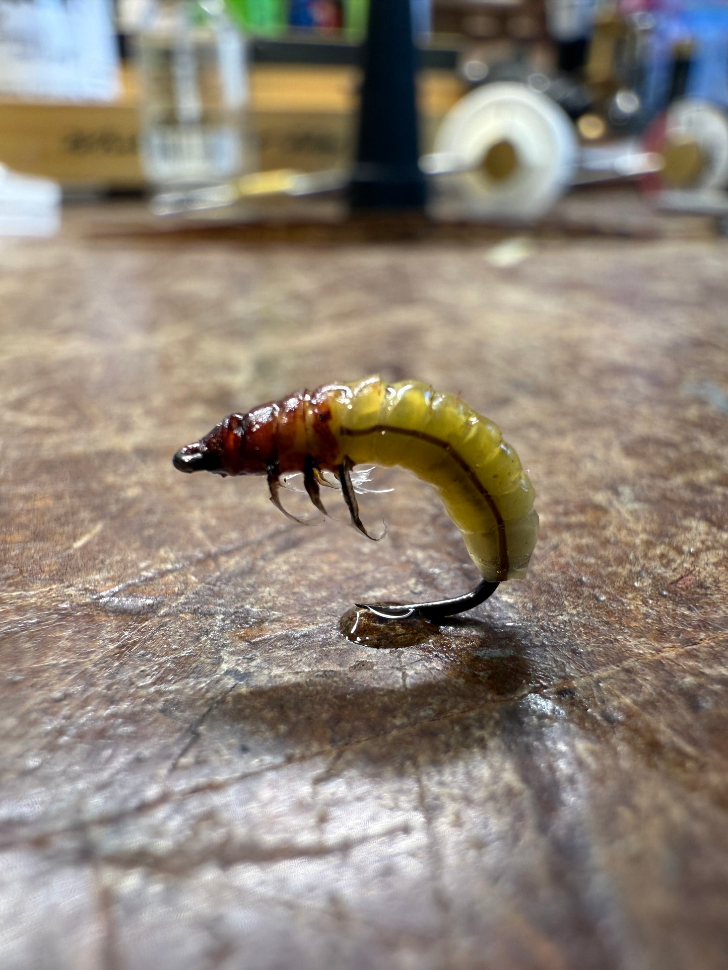 Caddis Larva
