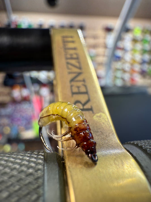 Caddis Larva