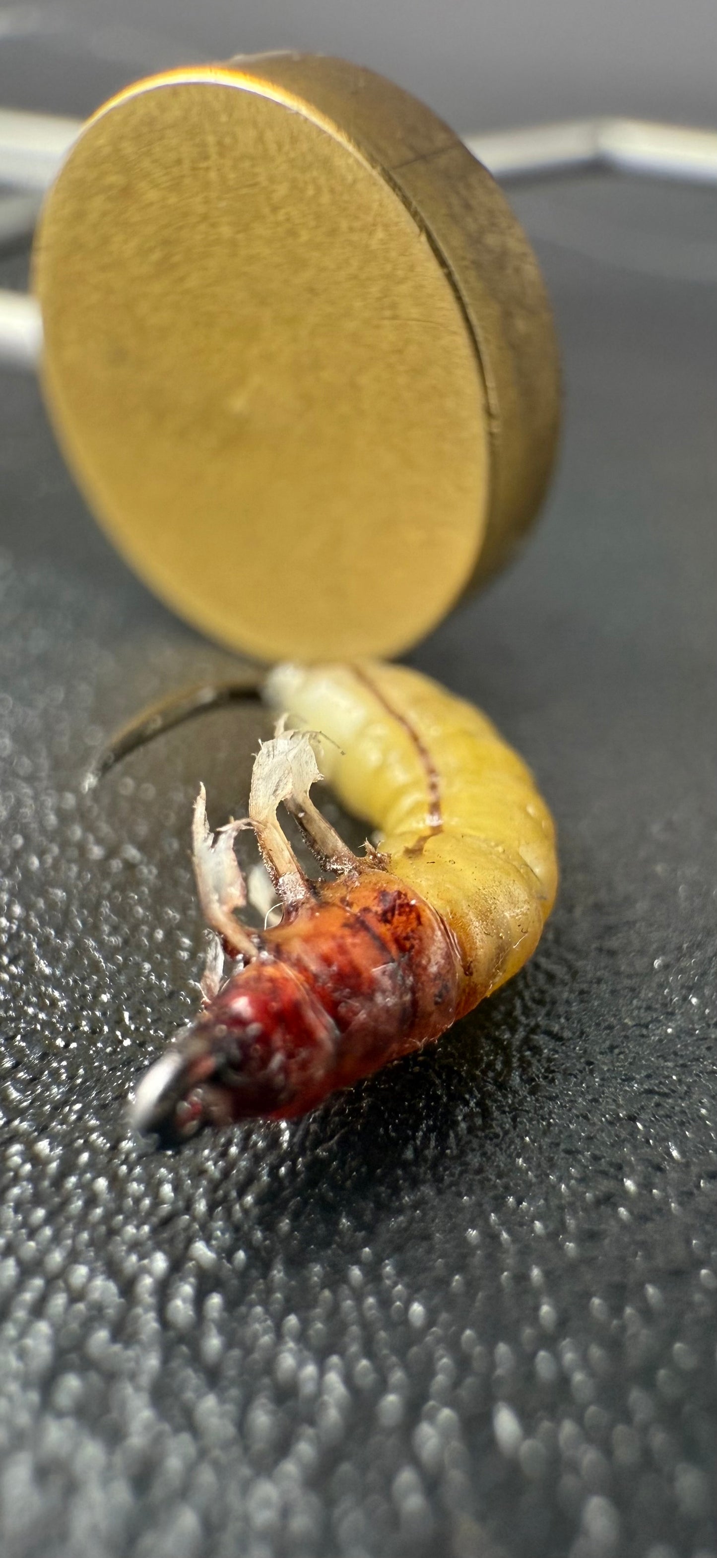 Caddis Larva
