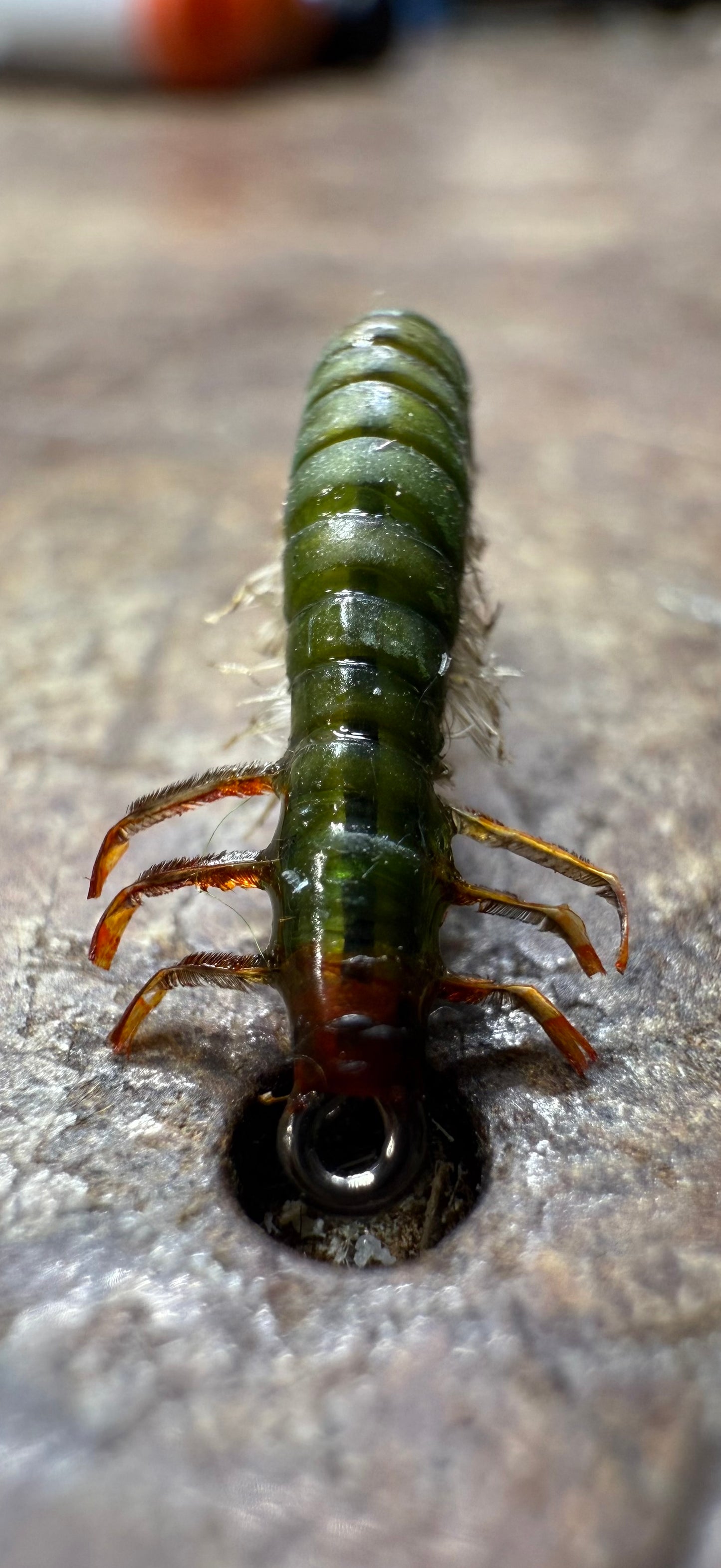 Hydrospyche Caddis Larva
