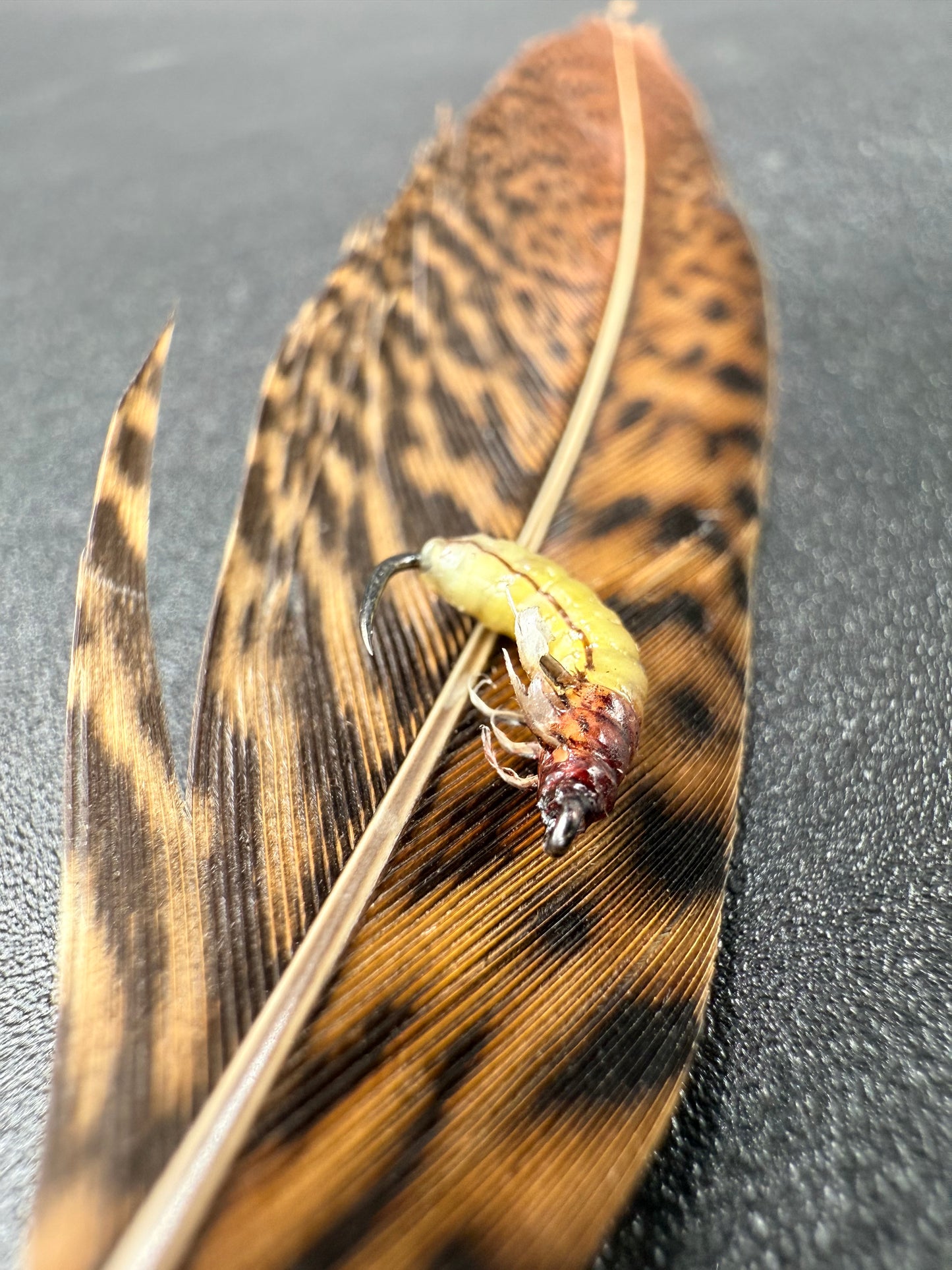Caddis Larva