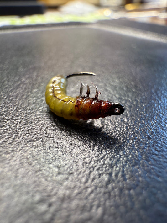 Caddis Larva