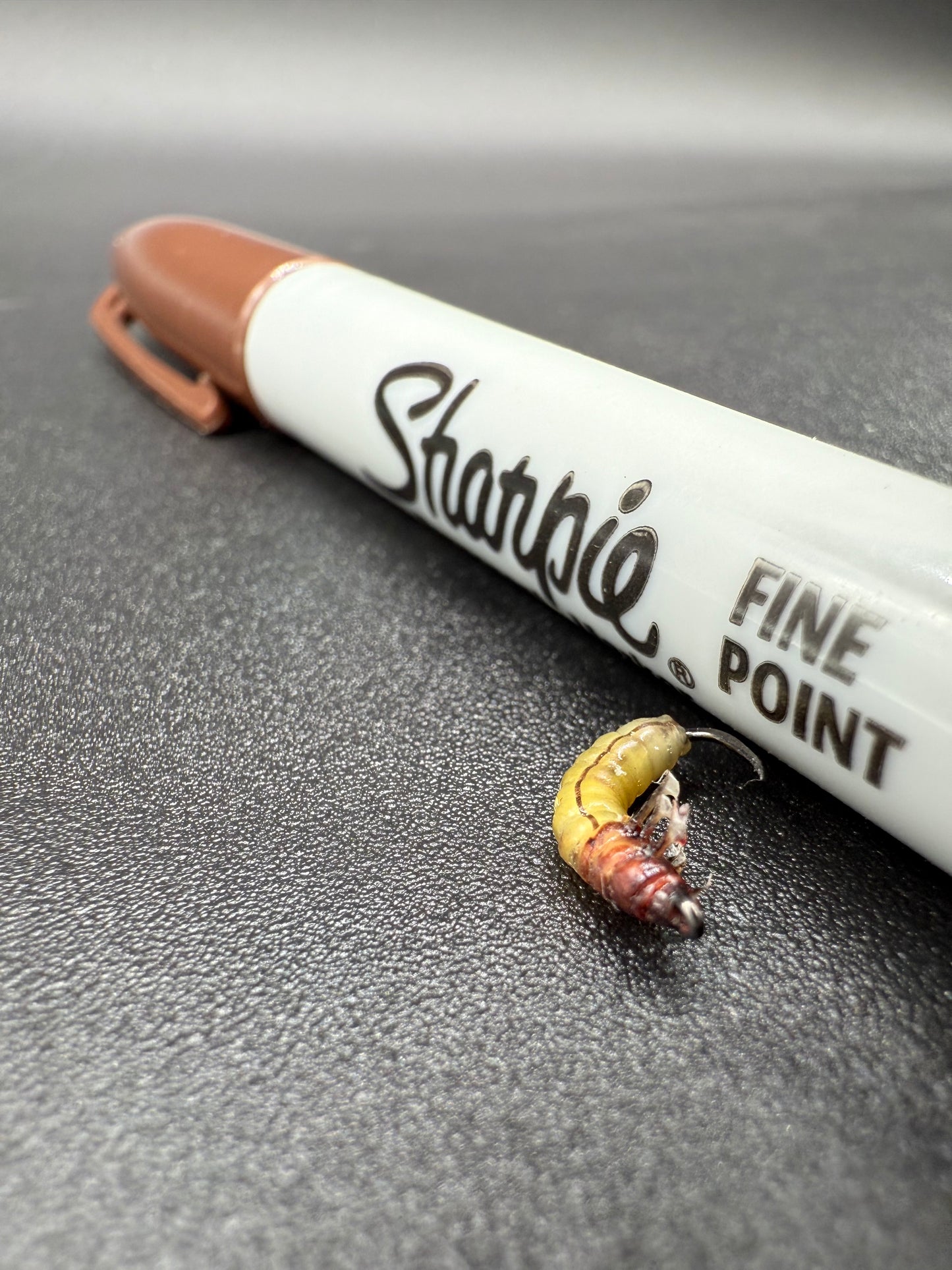 Caddis Larva