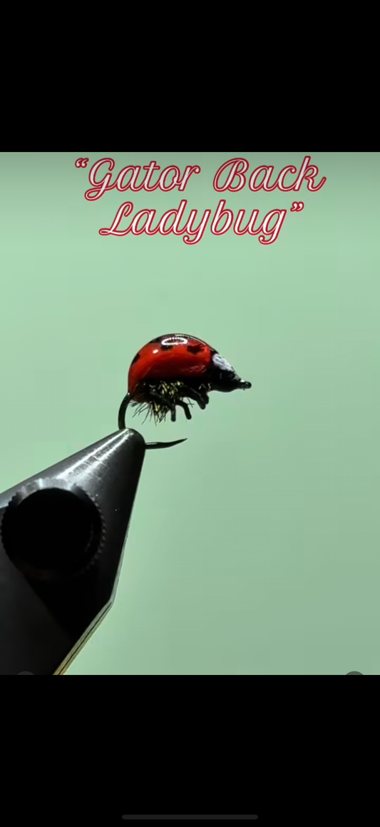 Gatorback Ladybug